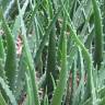 Fotografia 10 da espécie Aloe vera do Jardim Botânico UTAD