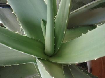 Fotografia da espécie Aloe vera