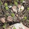 Fotografia 3 da espécie Alyssum alyssoides do Jardim Botânico UTAD