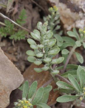 Fotografia 5 da espécie Alyssum alyssoides no Jardim Botânico UTAD