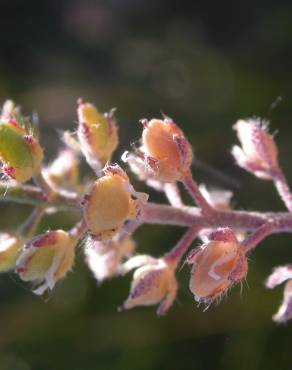 Fotografia 7 da espécie Alyssum alyssoides no Jardim Botânico UTAD