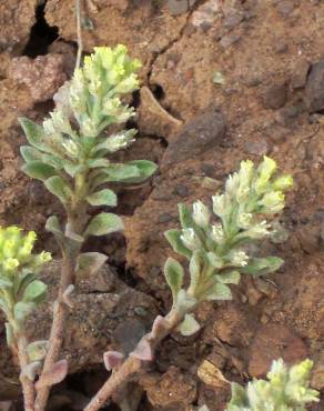 Fotografia 8 da espécie Alyssum alyssoides no Jardim Botânico UTAD