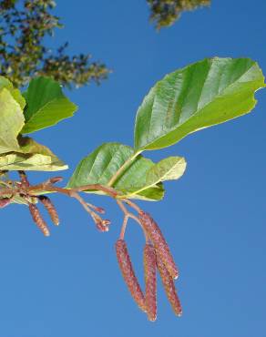 Fotografia 9 da espécie Alnus glutinosa no Jardim Botânico UTAD