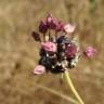 Fotografia 3 da espécie Allium vineale do Jardim Botânico UTAD