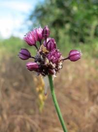 Fotografia da espécie Allium vineale