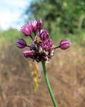 Fotografia 5 da espécie Allium vineale no Jardim Botânico UTAD