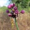 Fotografia 5 da espécie Allium vineale do Jardim Botânico UTAD