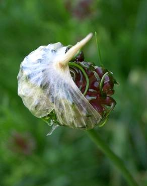 Fotografia 6 da espécie Allium vineale no Jardim Botânico UTAD