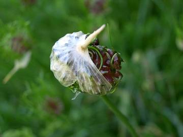 Fotografia da espécie Allium vineale