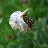 Fotografia 6 da espécie Allium vineale do Jardim Botânico UTAD