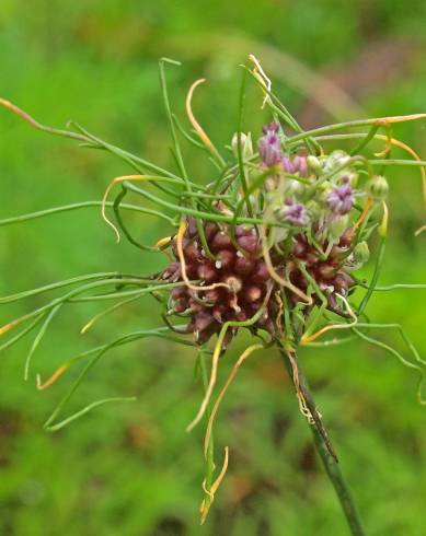 Fotografia de capa Allium vineale - do Jardim Botânico