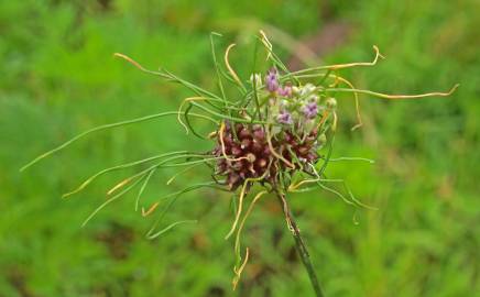 Fotografia da espécie Allium vineale