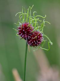 Fotografia da espécie Allium vineale