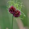 Fotografia 8 da espécie Allium vineale do Jardim Botânico UTAD