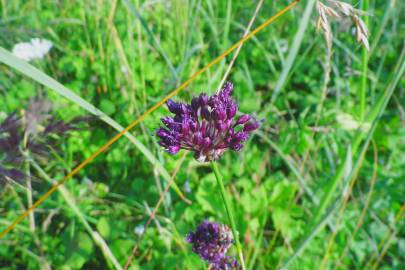 Fotografia da espécie Allium vineale