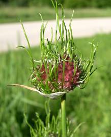 Fotografia da espécie Allium vineale