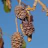 Fotografia 10 da espécie Alnus glutinosa do Jardim Botânico UTAD