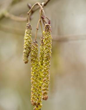 Fotografia 11 da espécie Alnus glutinosa no Jardim Botânico UTAD