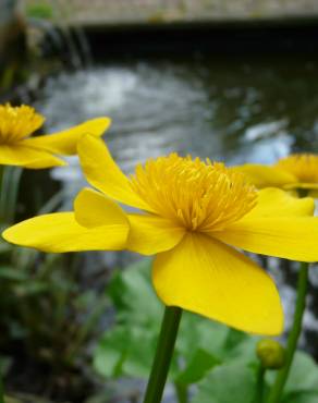 Fotografia 6 da espécie Caltha palustris no Jardim Botânico UTAD