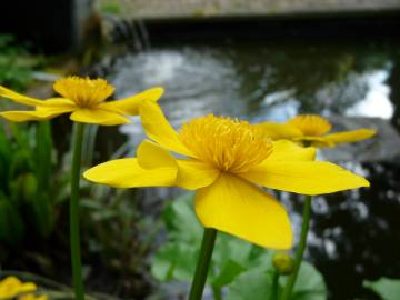 Fotografia da espécie Caltha palustris