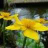 Fotografia 6 da espécie Caltha palustris do Jardim Botânico UTAD