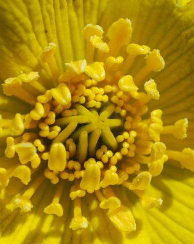 Fotografia de capa Caltha palustris - do Jardim Botânico