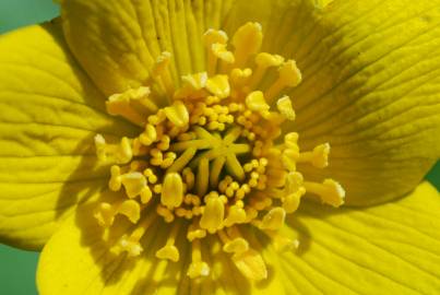 Fotografia da espécie Caltha palustris