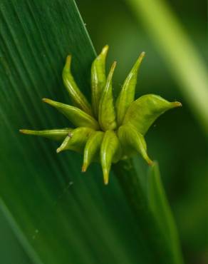 Fotografia 7 da espécie Caltha palustris no Jardim Botânico UTAD