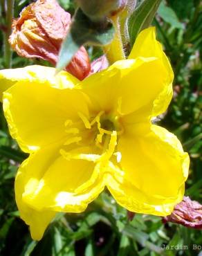 Fotografia 4 da espécie Oenothera glazioviana no Jardim Botânico UTAD