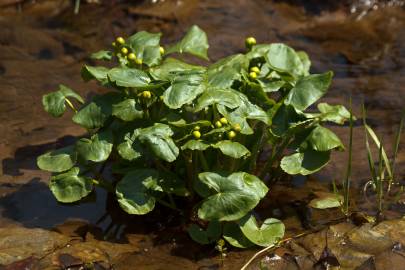 Fotografia da espécie Caltha palustris