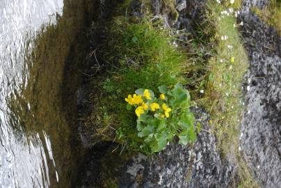 Fotografia da espécie Caltha palustris