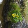 Fotografia 9 da espécie Caltha palustris do Jardim Botânico UTAD