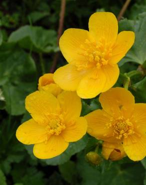 Fotografia 10 da espécie Caltha palustris no Jardim Botânico UTAD