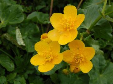 Fotografia da espécie Caltha palustris