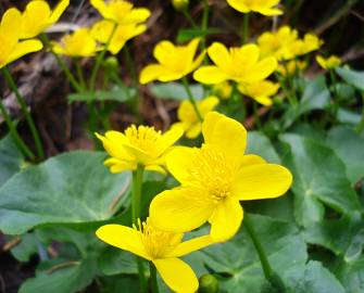 Fotografia da espécie Caltha palustris