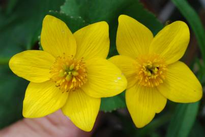 Fotografia da espécie Caltha palustris