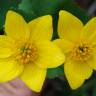 Fotografia 12 da espécie Caltha palustris do Jardim Botânico UTAD