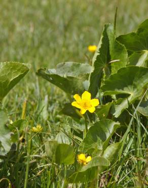 Fotografia 13 da espécie Caltha palustris no Jardim Botânico UTAD