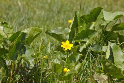 Fotografia da espécie Caltha palustris