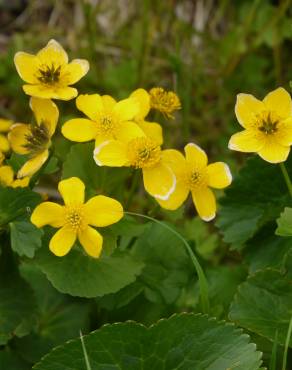 Fotografia 14 da espécie Caltha palustris no Jardim Botânico UTAD