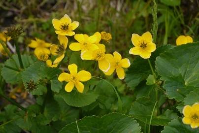 Fotografia da espécie Caltha palustris