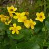 Fotografia 14 da espécie Caltha palustris do Jardim Botânico UTAD