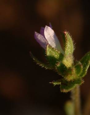 Fotografia 4 da espécie Campanula erinus no Jardim Botânico UTAD