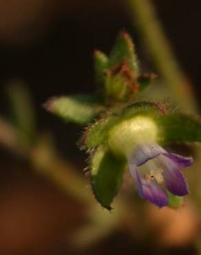 Fotografia 5 da espécie Campanula erinus no Jardim Botânico UTAD