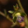 Fotografia 5 da espécie Campanula erinus do Jardim Botânico UTAD