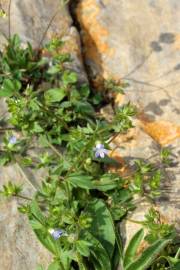 Fotografia da espécie Campanula erinus