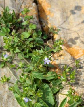 Fotografia 6 da espécie Campanula erinus no Jardim Botânico UTAD