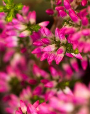 Fotografia 5 da espécie Calluna vulgaris no Jardim Botânico UTAD