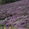 Fotografia 6 da espécie Calluna vulgaris do Jardim Botânico UTAD