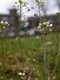 Fotografia da espécie Capsella bursa-pastoris